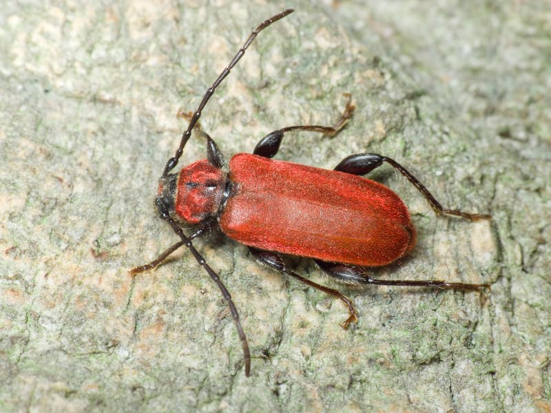 Pyrrhidium sanguineum (Linnaeus, 1758)